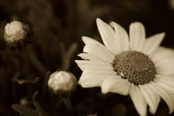 Sepia daisy. - image gratuit #470327 
