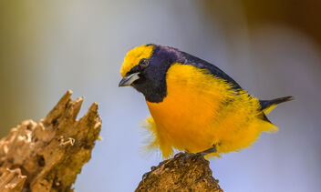 Yellow-crowned Euphonia (male) - image gratuit #470357 