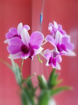 hanging orchid plant - image #470597 gratis