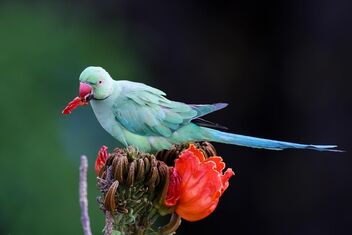 Crunchy Snack! - Rose Ringed Parakeet - Free image #470717