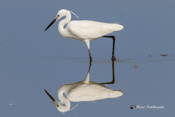 A Little Egret in the muddy lake - image gratuit #470867 