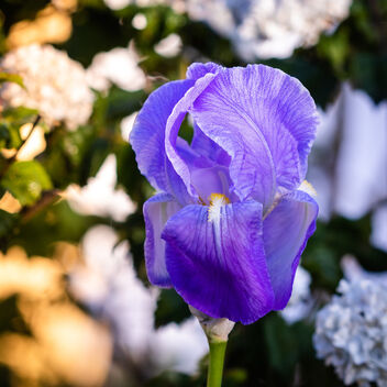 Iris du jardin - image #470897 gratis