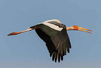 A Painted Stork Surveying a new subject in the area (ME!) - Kostenloses image #470917