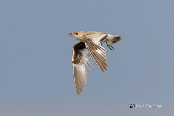 A Small Pratincole Flying over the lake - image gratuit #470957 