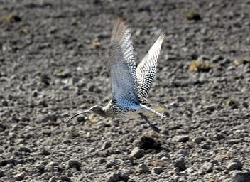 Curlew,,,and wings - image gratuit #471057 