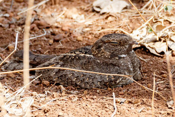 A Savannah Nightjar trying to catch a wink - Kostenloses image #471087