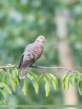 Oriental Turtle Dove (Streptopelia orientalis) - image #471097 gratis