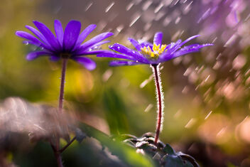 Spring rain - image gratuit #471107 