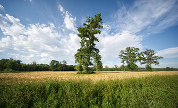 Wheat field. Best viewed large. - image #471437 gratis