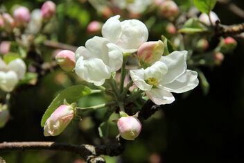 Flowering flowers of apple tree - image #471457 gratis