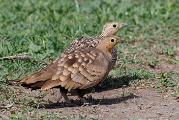 A Male and Female Chestnut Bellied Sandgrouse - image #471547 gratis