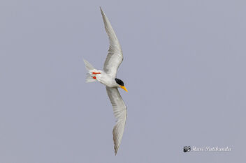 A River Tern surveying the visitors - image #471637 gratis