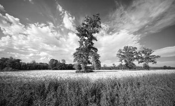 Wheat field. Best viewed large. - image #471647 gratis