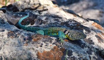 Eastern collared lizard (Crotaphytus collaris) - image gratuit #471757 