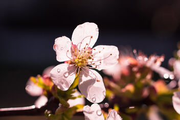 Cherry Blossom - Free image #471857
