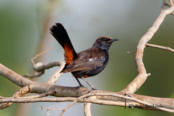 An Indian Robin in the morning Sun - image gratuit #472047 