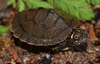 Ouachita map turtle (Graptemys ouachitensis) - бесплатный image #472057