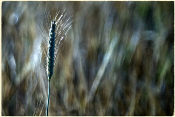 The wheat days. - Free image #472127