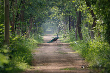A Peacock on the Jungle Camp driveway in the morning - Kostenloses image #472207