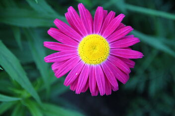 Red daisy - Free image #472397