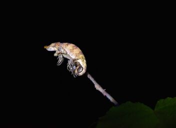 Nocturnal Chameleon - image gratuit #472437 