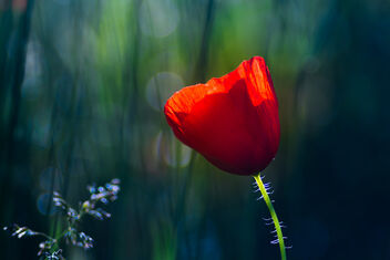 Red Poppy - Kostenloses image #472457