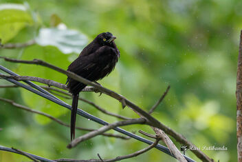 A Melanistic Babbler Shaking off the water in the rain - image #472467 gratis