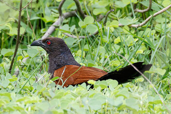 A Greater Coucal looking to raid nests - Free image #472547