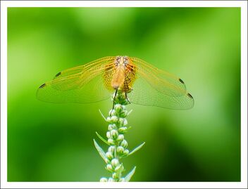 dragonfly - image gratuit #472577 