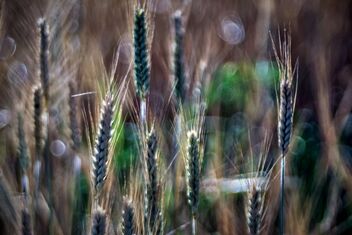 The wheat days. Please view large. - бесплатный image #472597