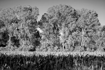 The corn truth. Much better viewed large. - image gratuit #472687 