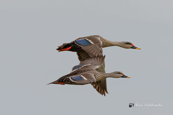 A Pair of Spot Billed Ducks in flight - бесплатный image #472707