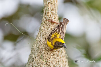 A Male Baya Weaver weaving a nest - бесплатный image #472747