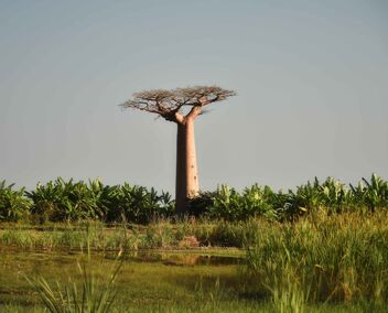 Grandidier's Baobab - image gratuit #472797 