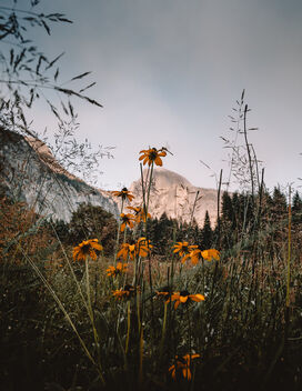 Half Dome, Flowers, and a Dragonfy - бесплатный image #472957