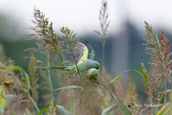 (5/8) - Soon All the Parakeets start Feasting on the Grain - Free image #473087