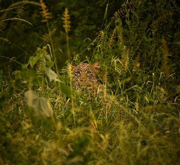 Mago Valley Leopard - image gratuit #473167 