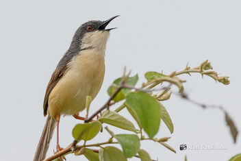 An Ashy Prinia calling out in the morning - image gratuit #473177 