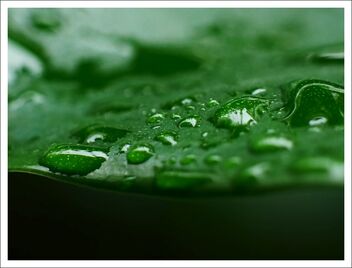 water droplets on leaf - Free image #473347