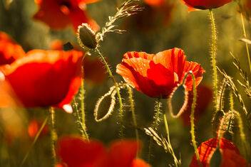 Red Poppy Field - image gratuit #473397 
