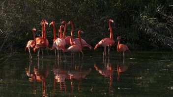 Flamingos - Kostenloses image #473797