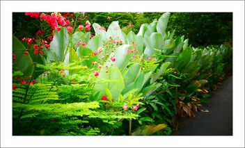 punggol park - flowers and plants - image gratuit #474447 