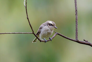 A Juvenile Common Woodshrike on a perch - Kostenloses image #474487