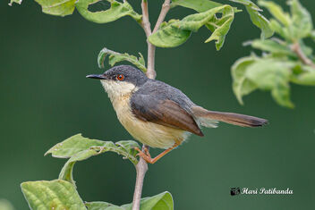 An Ashy Prinia intensively listening to a call - image #474517 gratis