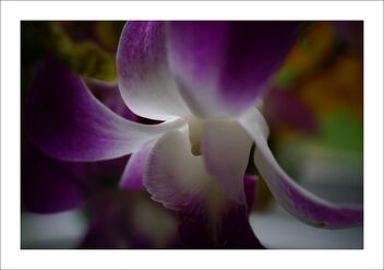 orchid - Kostenloses image #474527