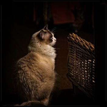 Cat with Basket - image gratuit #474647 