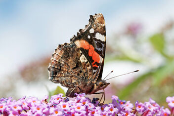 Butterflies bush in the garden - image #474667 gratis
