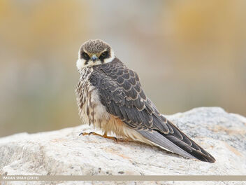 Eurasian Hobby (Falco subbuteo) - image gratuit #474687 