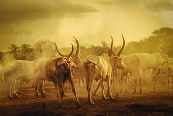 Mundari Cattle Camp - бесплатный image #474707