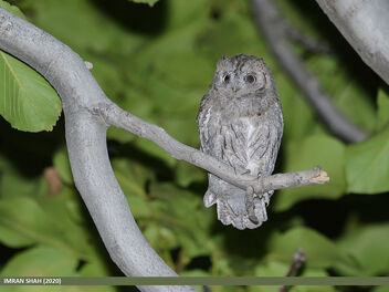 Eurasian Scops-owl (Otus scops) - image gratuit #474727 